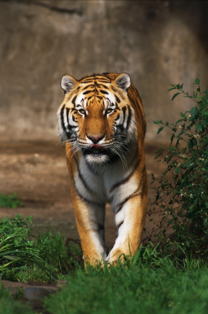 картинка Фотообои тигр на фоне камня и травыот интернет-магазина Фотомили