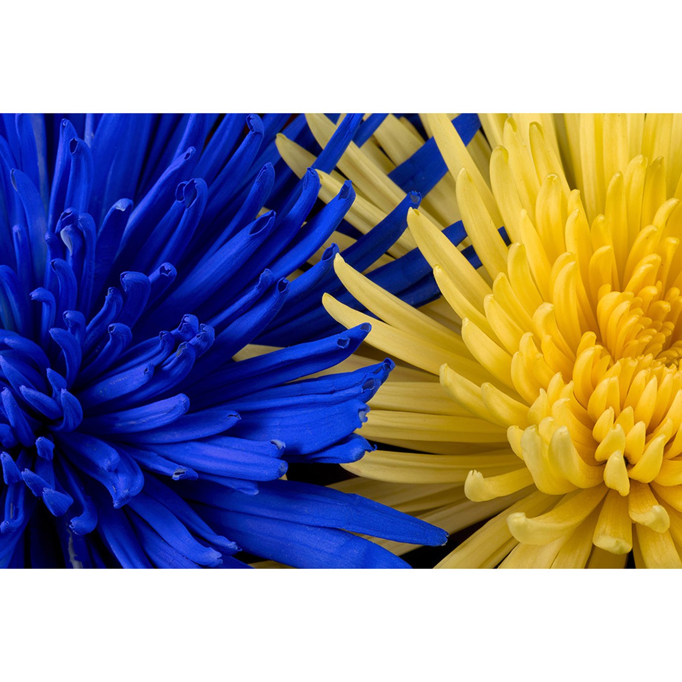 картинка Фотообои цветы хризантемы синие и желтыеот интернет-магазина Фотомили
