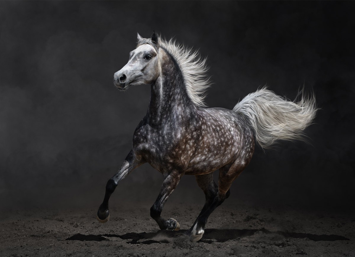картинка Фотообои арабская лошадь скачущая рысьюот интернет-магазина Фотомили