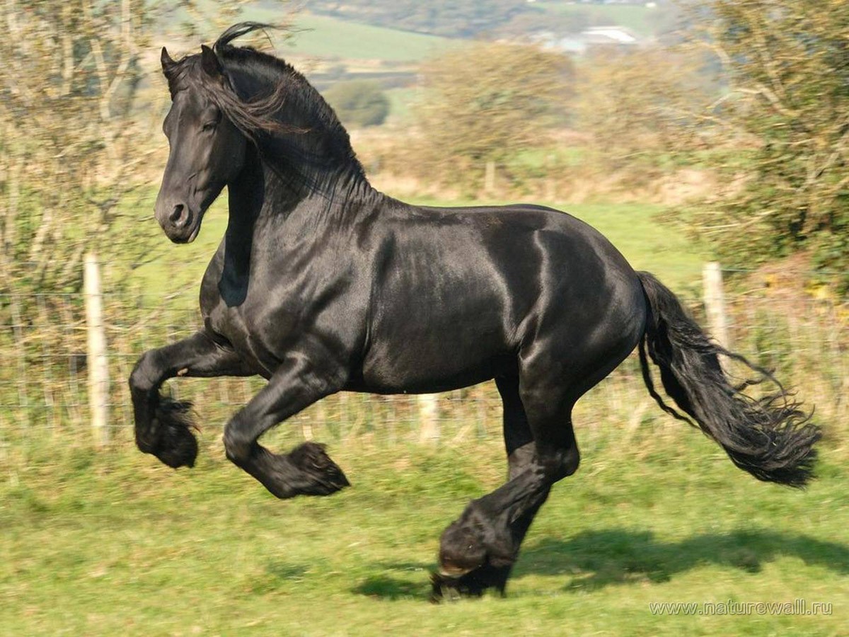 картинка Фотообои Фризская скачущая лошадь от интернет-магазина Фотомили