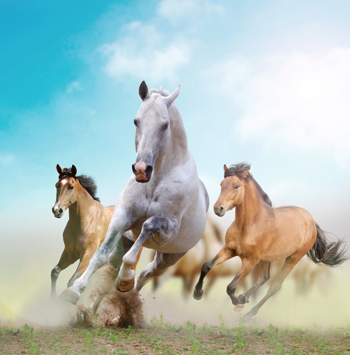 картинка Фотообои тройка лошадей скачущих по полюот интернет-магазина Фотомили
