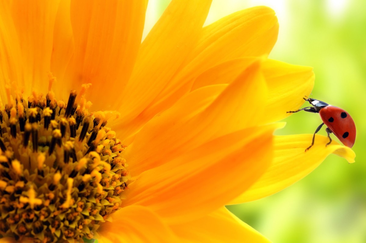 картинка Фотообои божья коровка на желтом полевом цветкеот интернет-магазина Фотомили