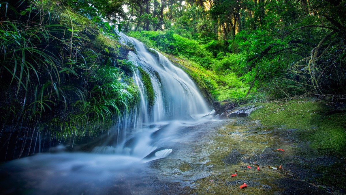 картинка Фотообои водопад в зеленом лесуот интернет-магазина Фотомили