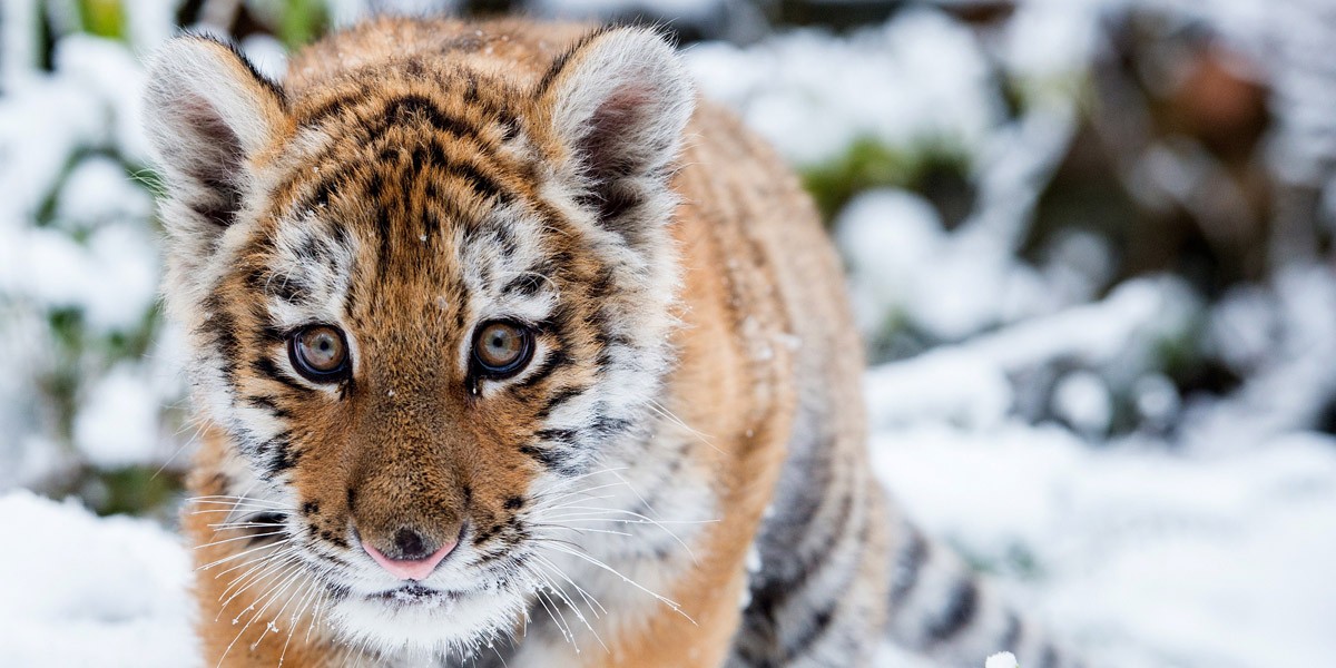 картинка Фотообои тигренок в снегу в лесуот интернет-магазина Фотомили