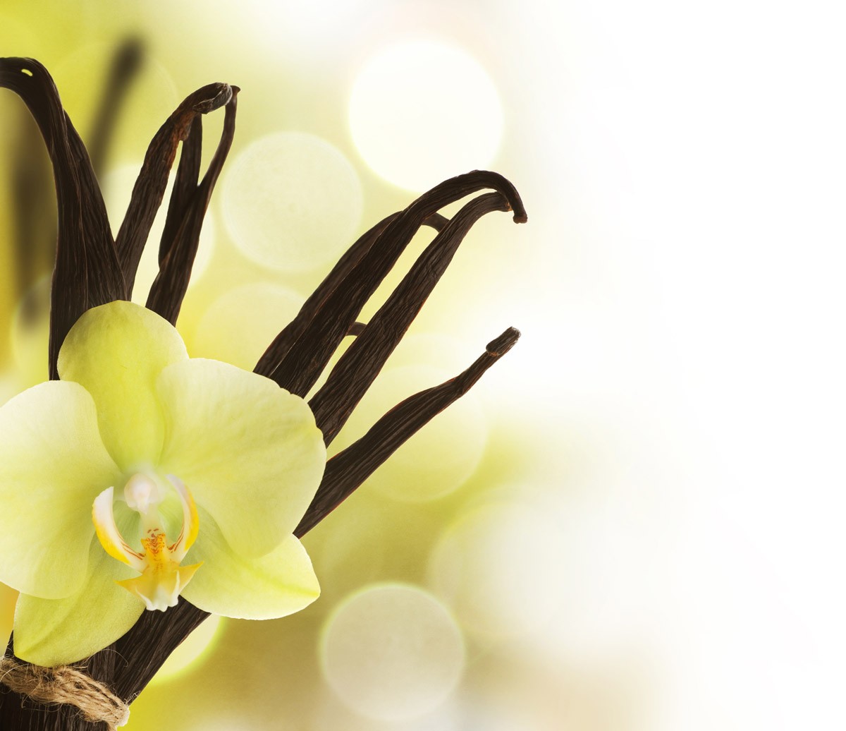 картинка Фотообои белая орхидея и строчки ванилиот интернет-магазина Фотомили