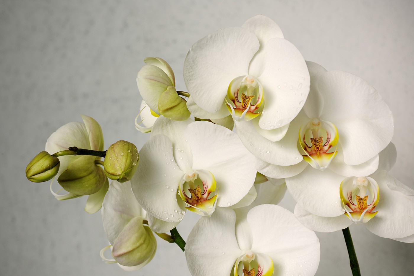 картинка Фотообои веточка белоснежной орхидеи на сером фонеот интернет-магазина Фотомили