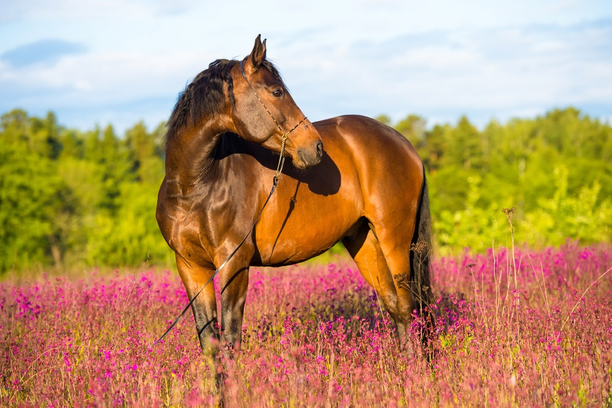 картинка Фотообои коричневый конь на поле в фиолетовых цветахот интернет-магазина Фотомили