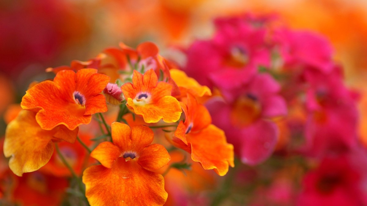 картинка Фотообои цветки розовой и оранжевой немезииот интернет-магазина Фотомили