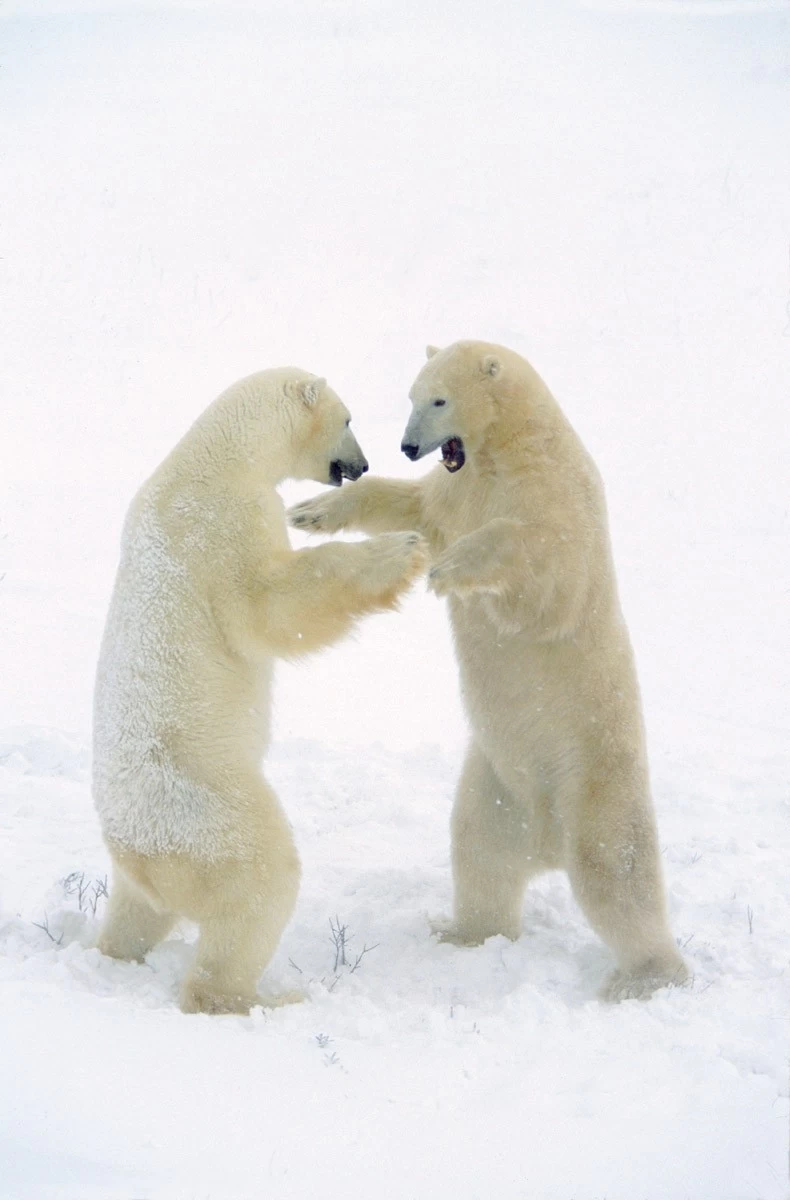 картинка Фотообои борьба белых медведей на фоне снегаот интернет-магазина Фотомили