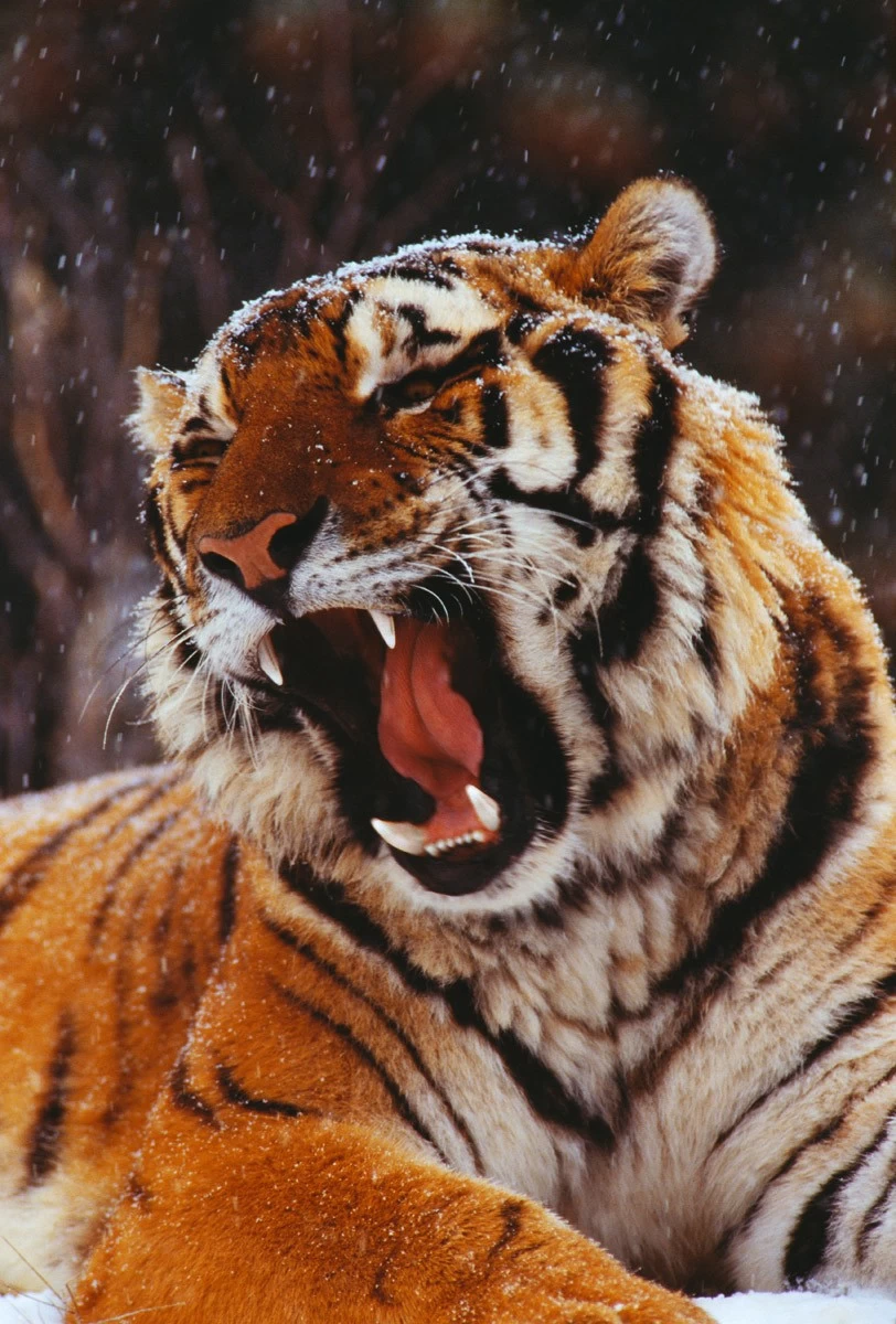 картинка Фотообои тигр с открытой пастью зимойот интернет-магазина Фотомили