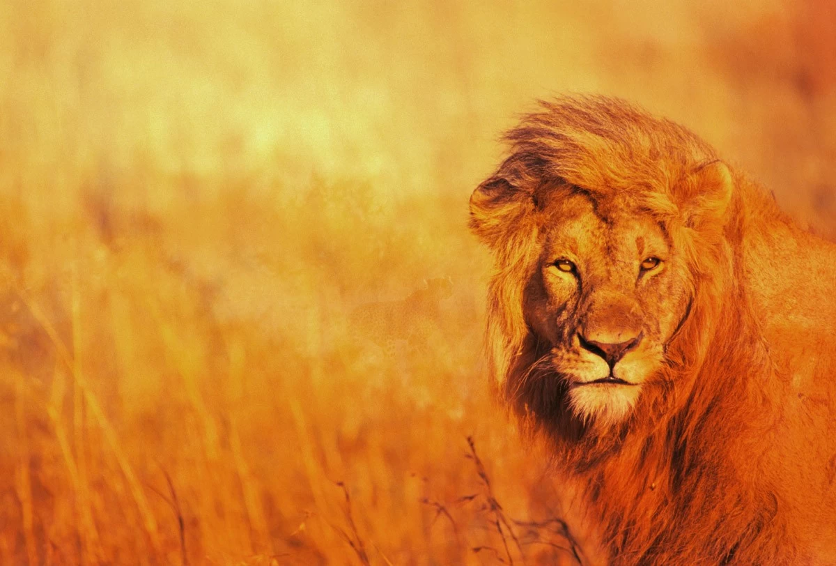 картинка Фотообои лев идущий в саваннеот интернет-магазина Фотомили