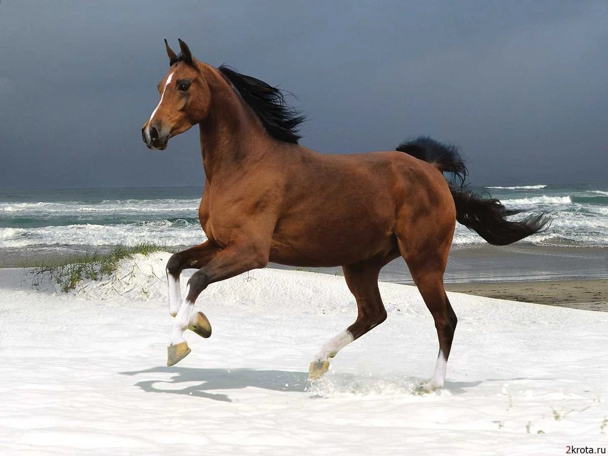 картинка Фотообои коричневый конь скачущий по водеот интернет-магазина Фотомили