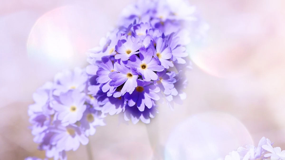 картинка Фотообои нежно голубые цветы на белом фонеот интернет-магазина Фотомили