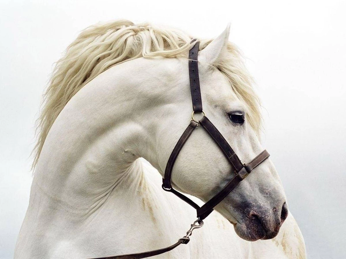картинка Фотообои белоснежный конь крупным планомот интернет-магазина Фотомили