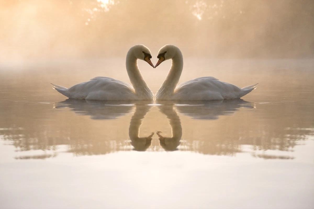 картинка Фотообои два лебедя в тумане на озереот интернет-магазина Фотомили