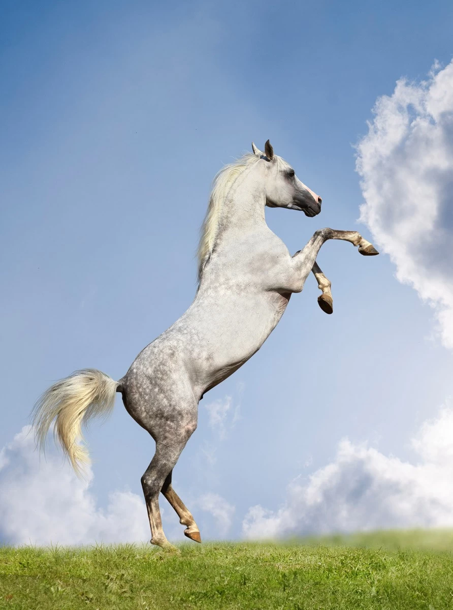 картинка Фотообои белая лошадь на дыбахот интернет-магазина Фотомили