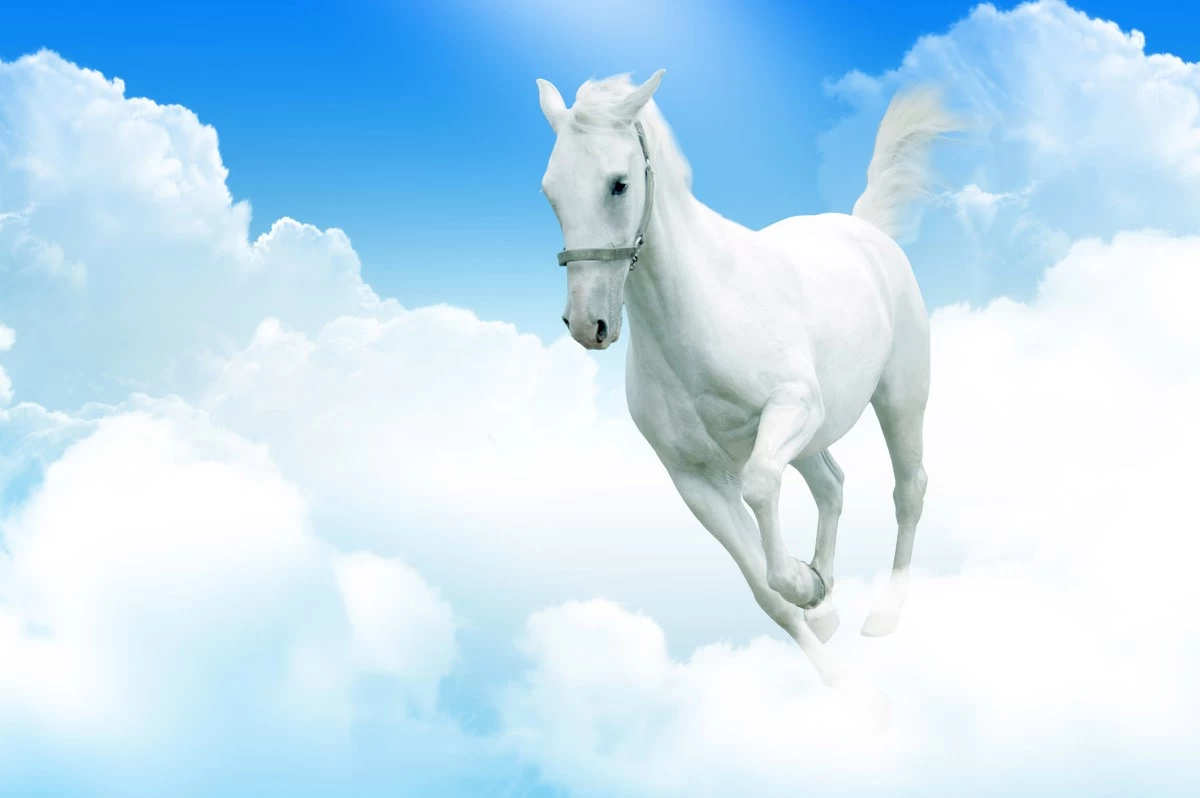 картинка Фотообои белый конь скачущий в облакахот интернет-магазина Фотомили
