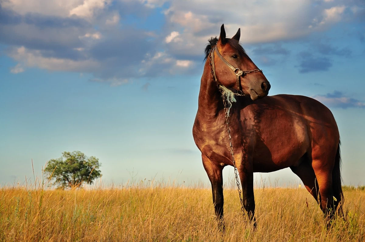 картинка Фотообои конь пасущийся в полеот интернет-магазина Фотомили