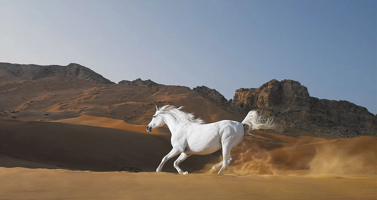 картинка Фотообои белый конь скачущий по пустынеот интернет-магазина Фотомили
