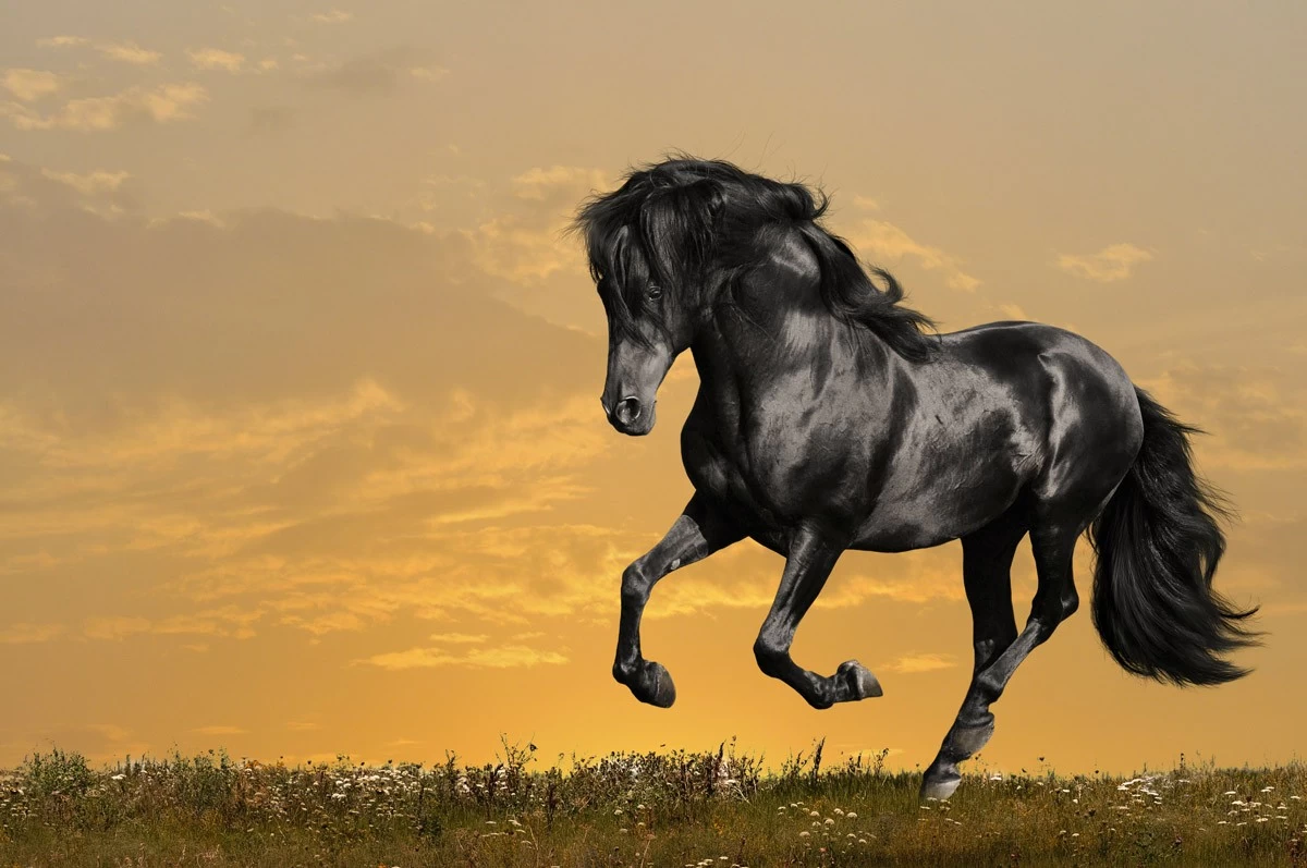 картинка Фотообои черный вороной конь скачущий по полюот интернет-магазина Фотомили