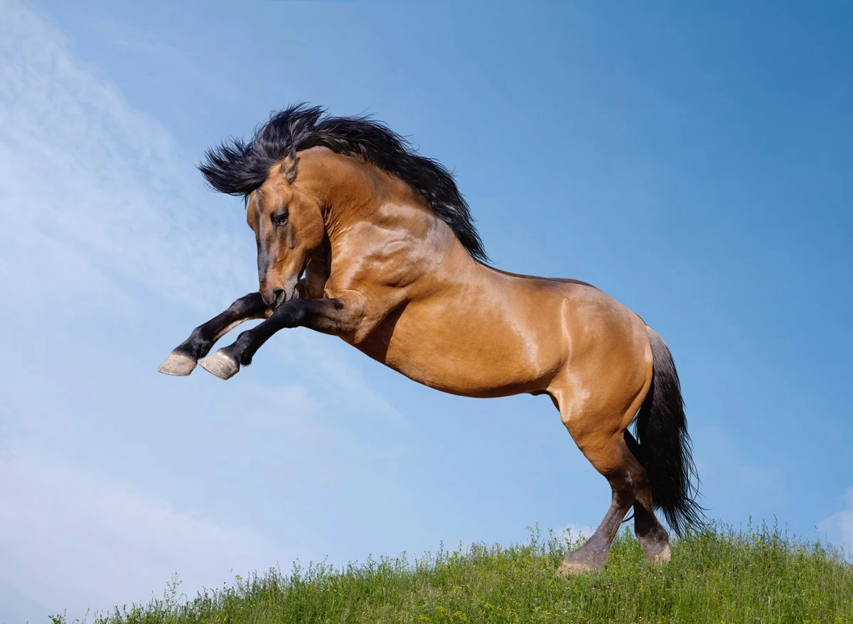 картинка Фотообои конь с черной гривой и хвостом на фоне неба и травыот интернет-магазина Фотомили