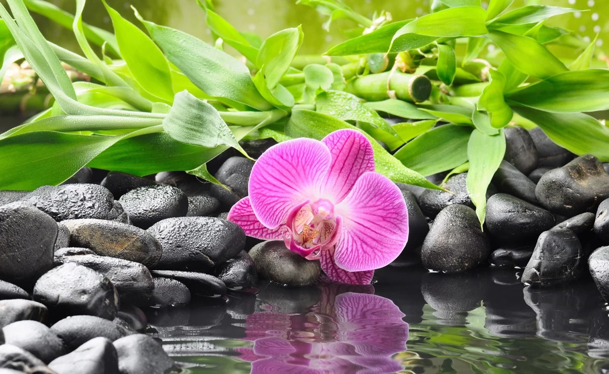 картинка Фотообои розовая орхидея на черных камнях возле водыот интернет-магазина Фотомили