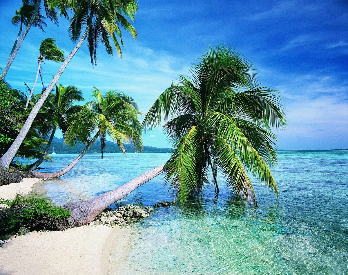 картинка Фотообои пальмы в море с прозрачной водойот интернет-магазина Фотомили
