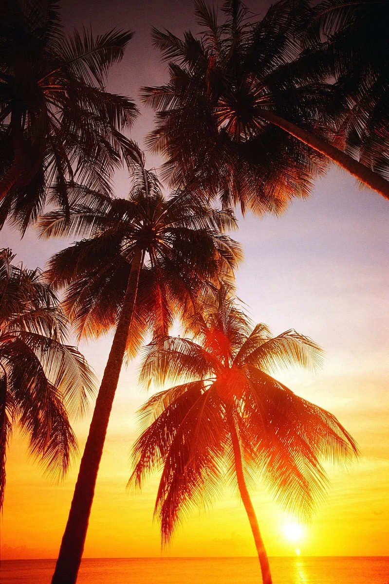 картинка Фотообои гавайские пальмы на закатеот интернет-магазина Фотомили