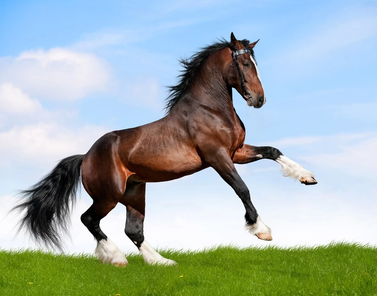 картинка Фотообои Арабская лошадь в красивой стойкеот интернет-магазина Фотомили