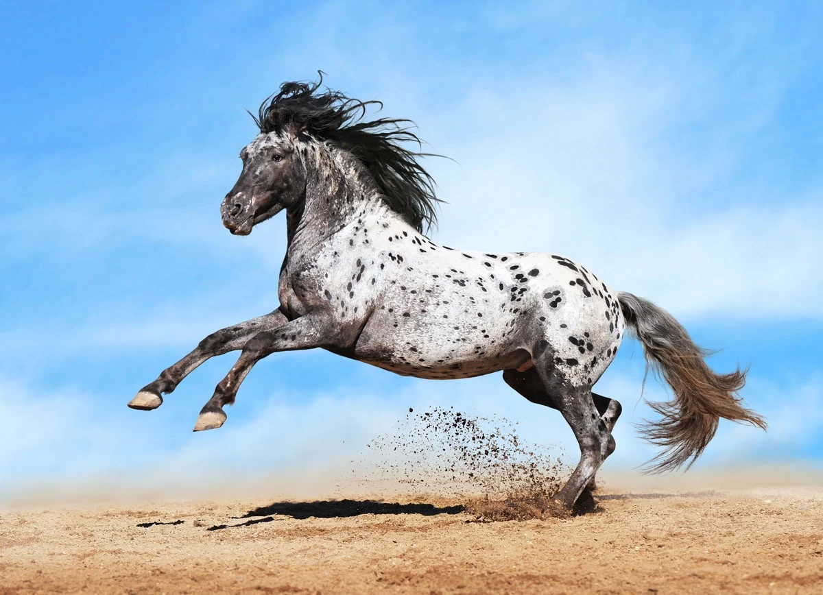 картинка Фотообои лошадь Аппалуза в прыжкеот интернет-магазина Фотомили