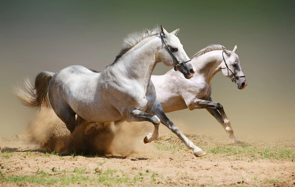 картинка Фотообои два белых скачущих коня по пескуот интернет-магазина Фотомили
