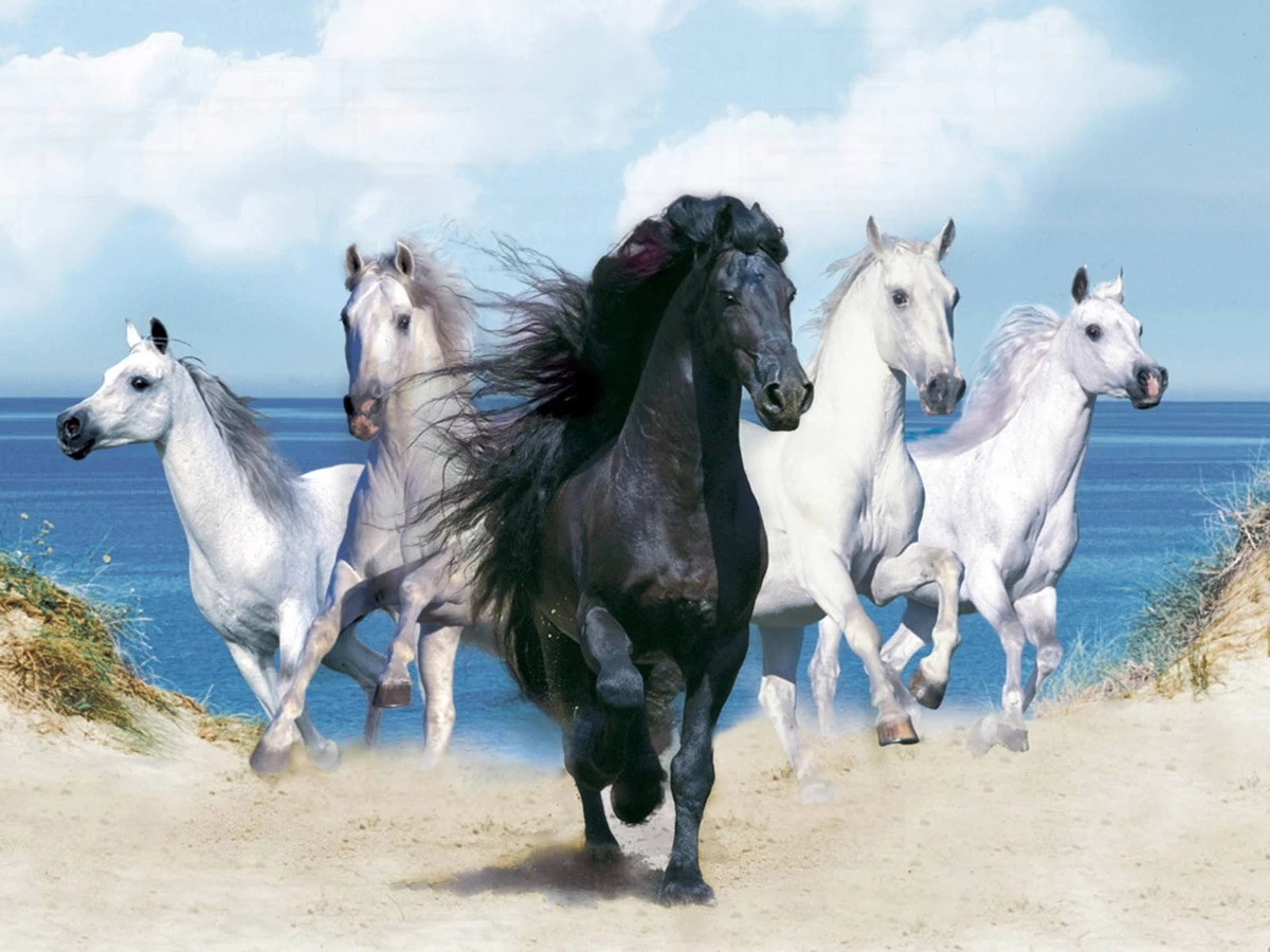 картинка Фотообои один черный и четыре белых коня на фоне моря и пескаот интернет-магазина Фотомили