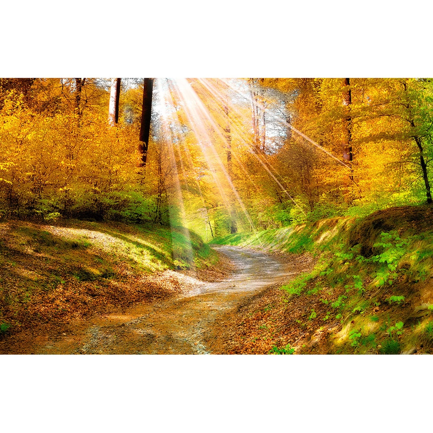картинка Фотообои осенний лес с пробивающимися лучами солнцаот интернет-магазина Фотомили