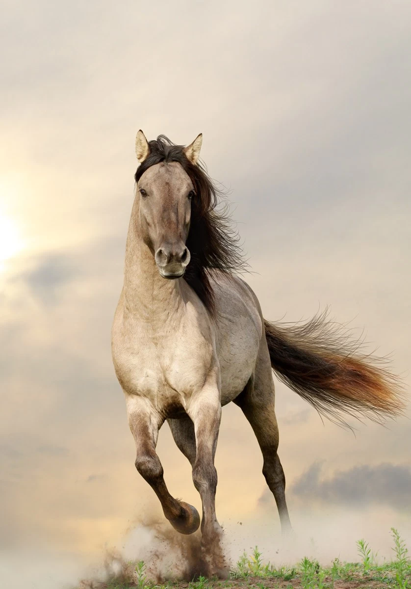 картинка Фотообои белый скачущий конь с коричневой гривой и хвостомот интернет-магазина Фотомили