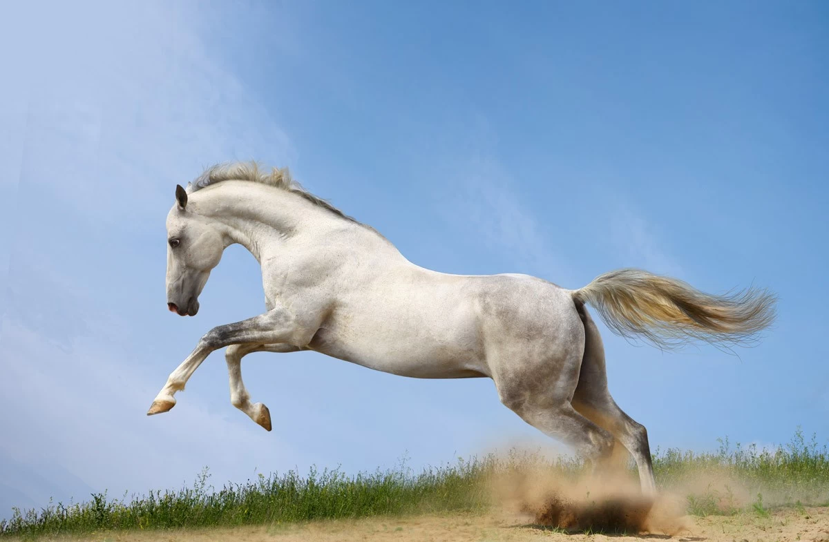 картинка Фотообои белый конь в прыжкеот интернет-магазина Фотомили