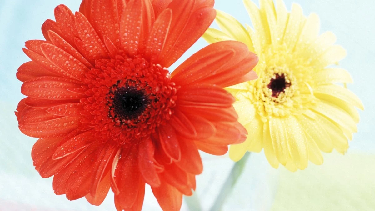 картинка Фотообои красная и желтая гербера с росой в солнечных лучахот интернет-магазина Фотомили