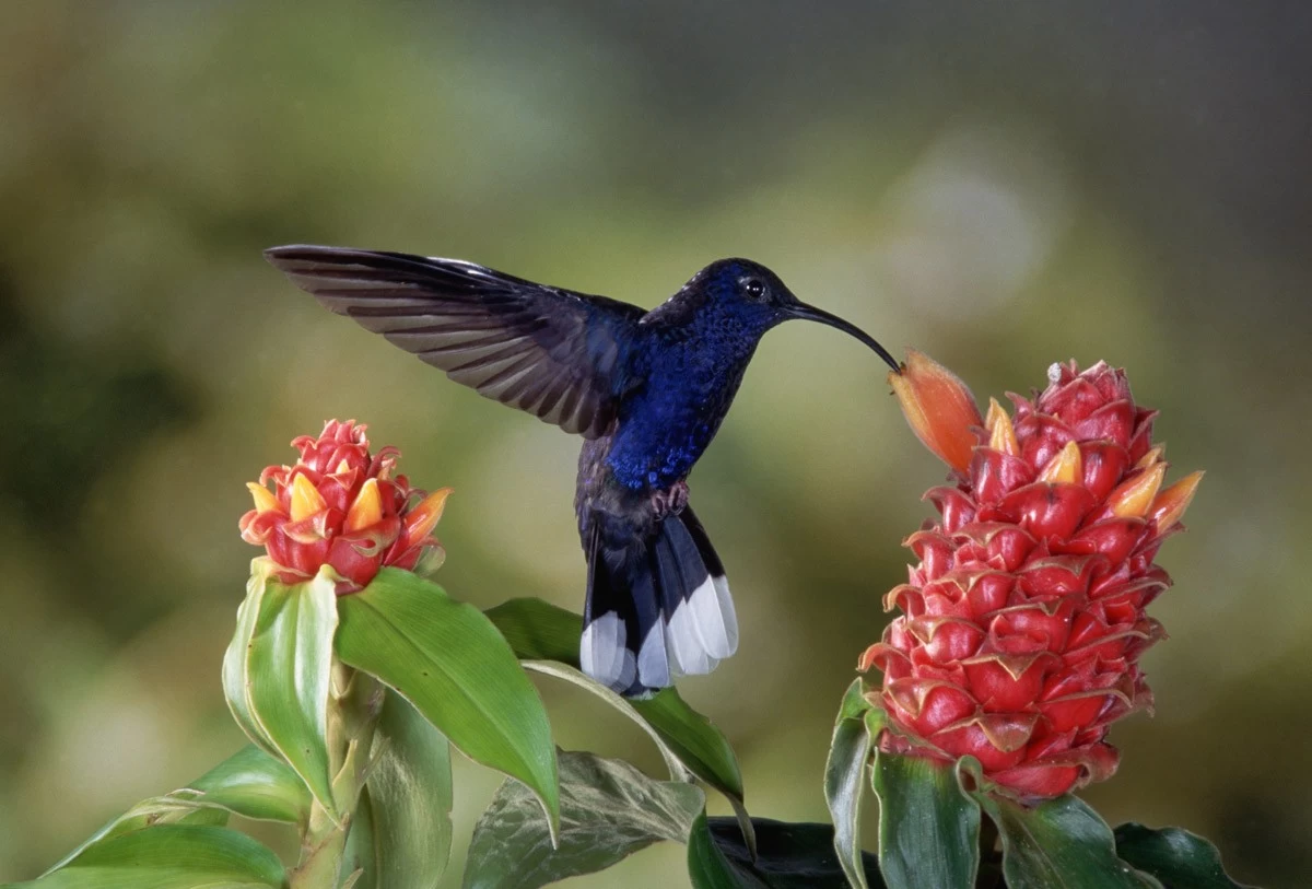 картинка Фотообои синий колибри над цветкомот интернет-магазина Фотомили