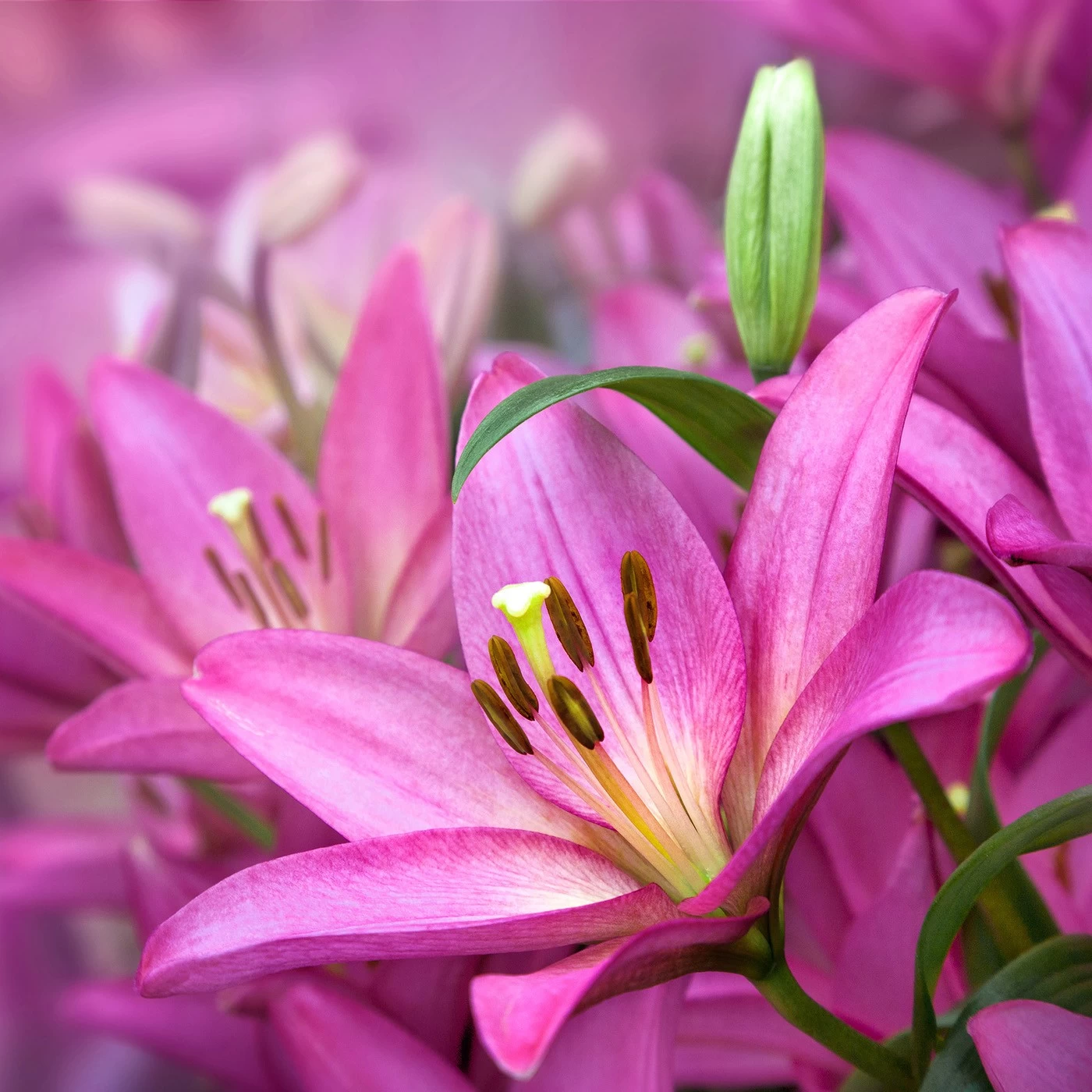 картинка Фотообои азиатские розовые лилииот интернет-магазина Фотомили