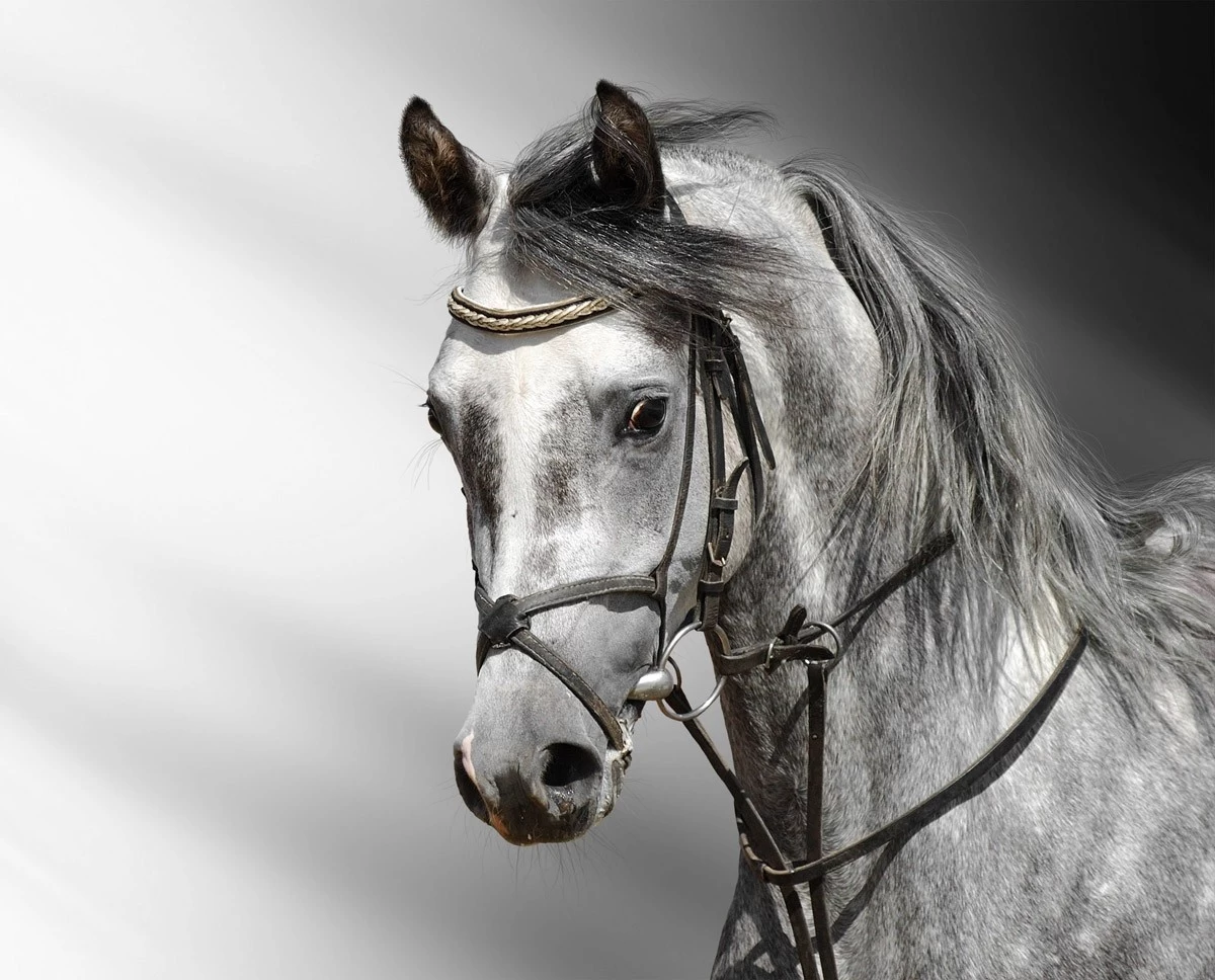 картинка Фотообои Кладрубская лошадь портретот интернет-магазина Фотомили