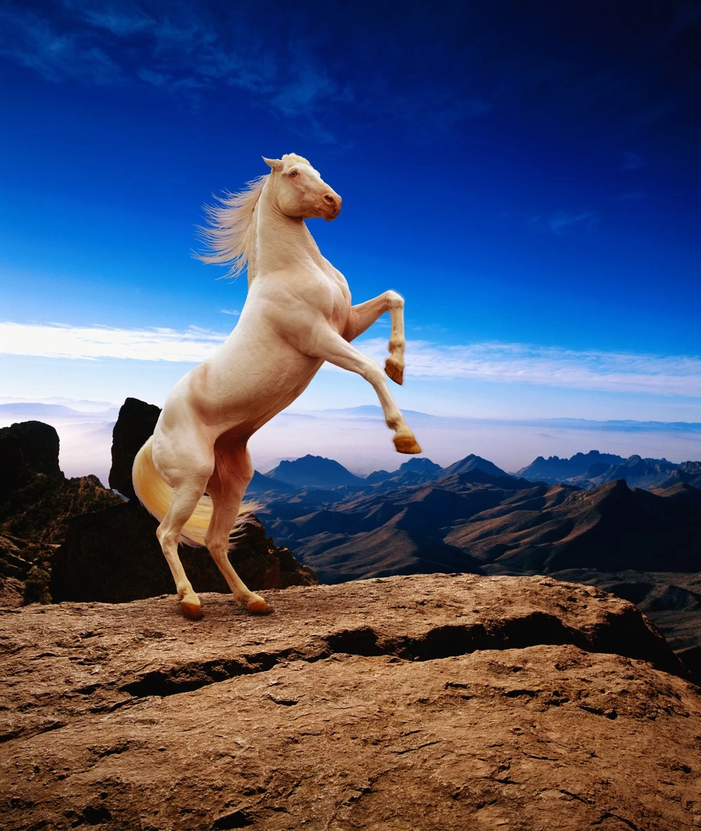 картинка Фотообои белый конь на фоне неба и горот интернет-магазина Фотомили