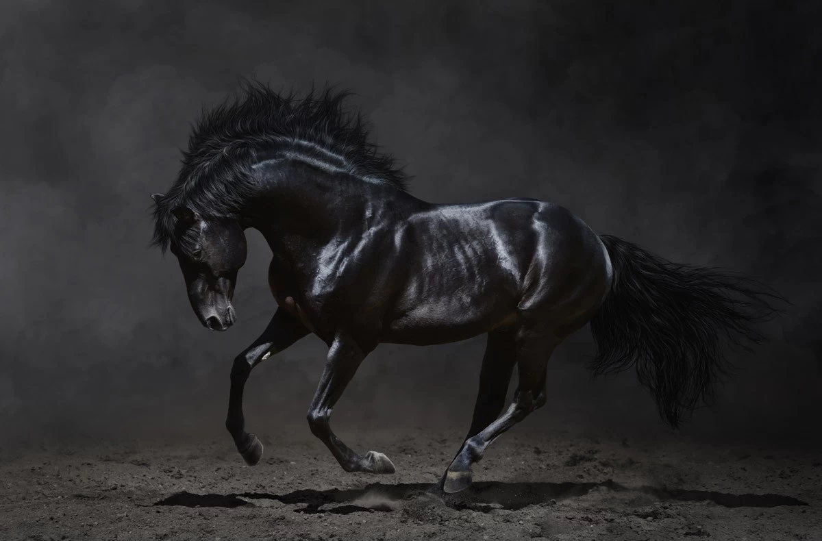 картинка Фотообои черный конь скачущий по песку ночьюот интернет-магазина Фотомили
