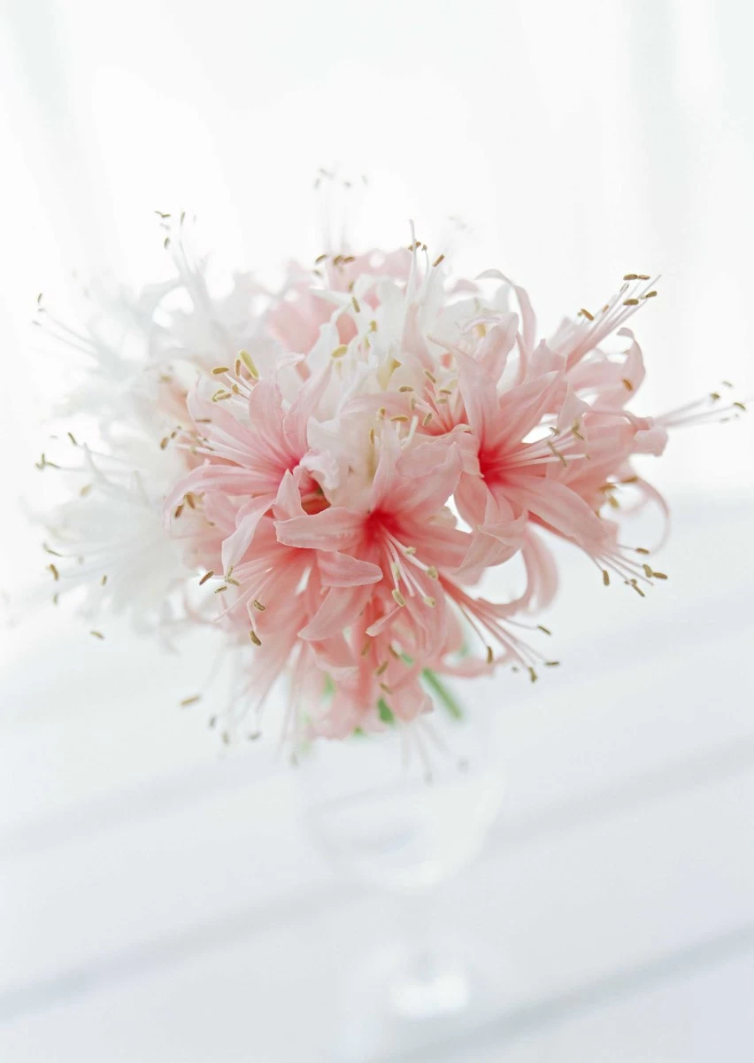 картинка Фотообои розовые лилии в прозрачной вазе на белом фонеот интернет-магазина Фотомили