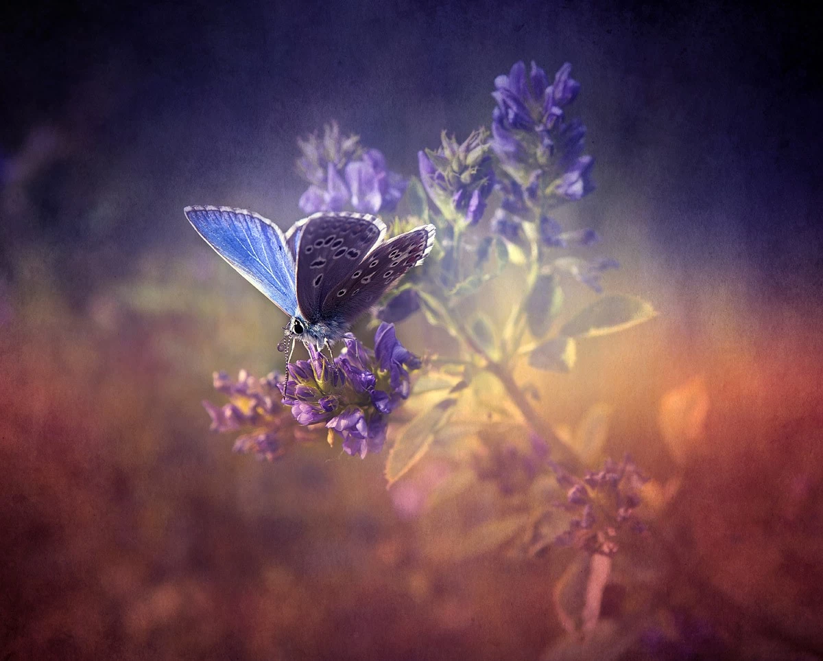картинка Фотообои бабочка голубянка на цветочкеот интернет-магазина Фотомили